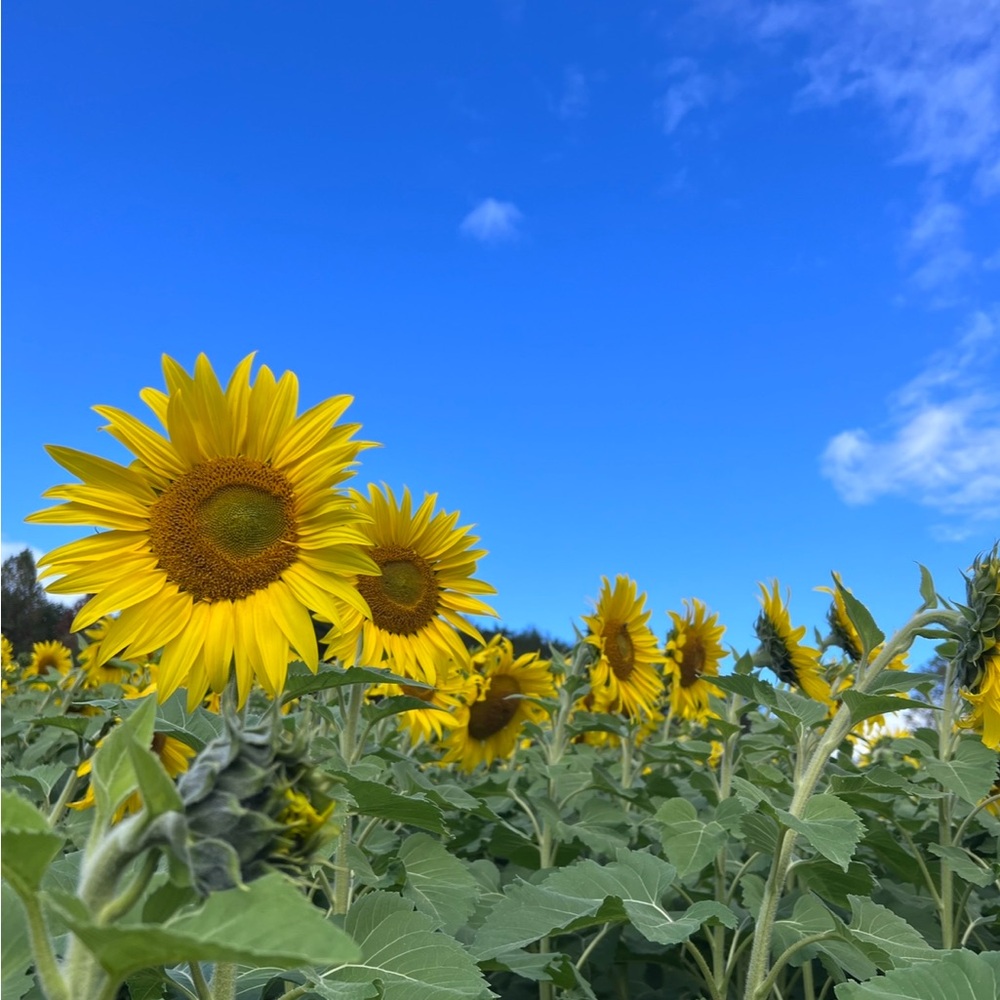 Meet your Posher, Cece